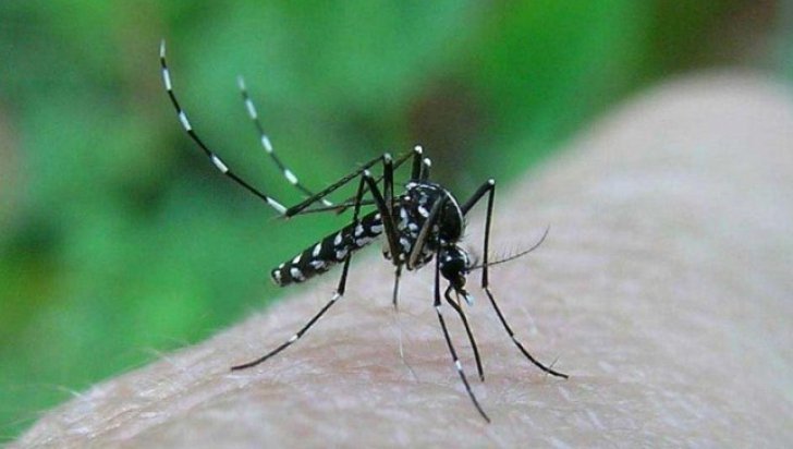 30 decese în România din cauza virusului West Nile, transmis de ţânţari