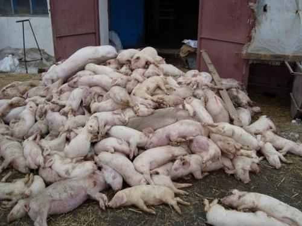 La nivelul municipiului Arad au fost luate măsuri de prevenire a apariției pestei porcine