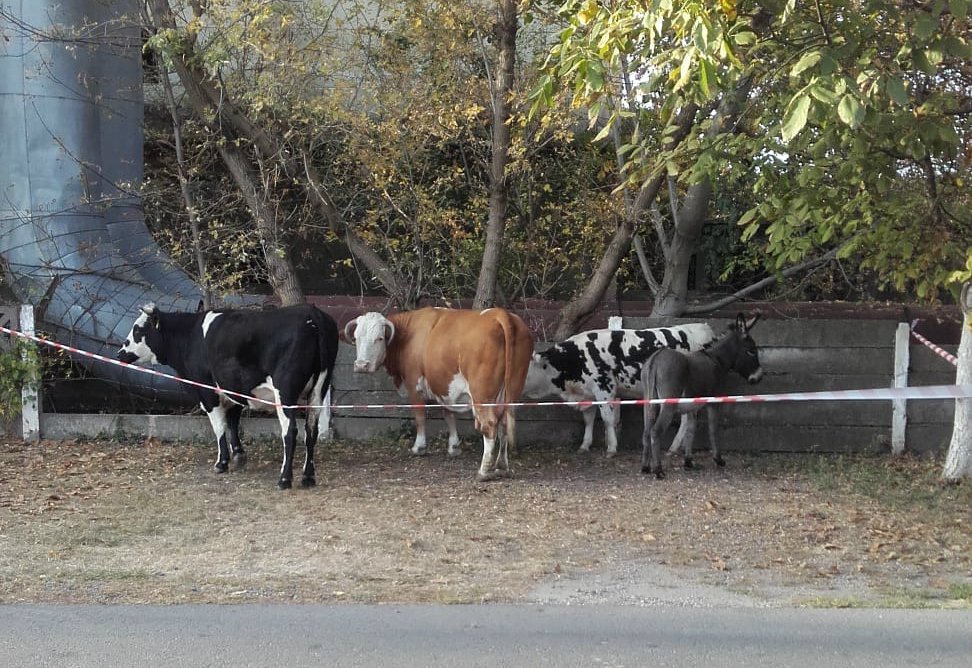 Animale capturate şi predate proprietarului