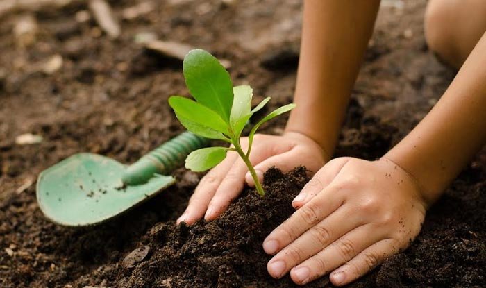 100 de arbori pe județ vor fi plantați în Anul Centenar