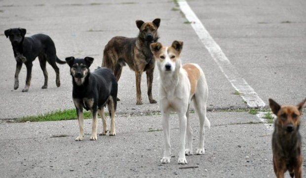 Regulament dezbătut intens în cadrul dezbaterii publice pe tema animalelor fără stăpân