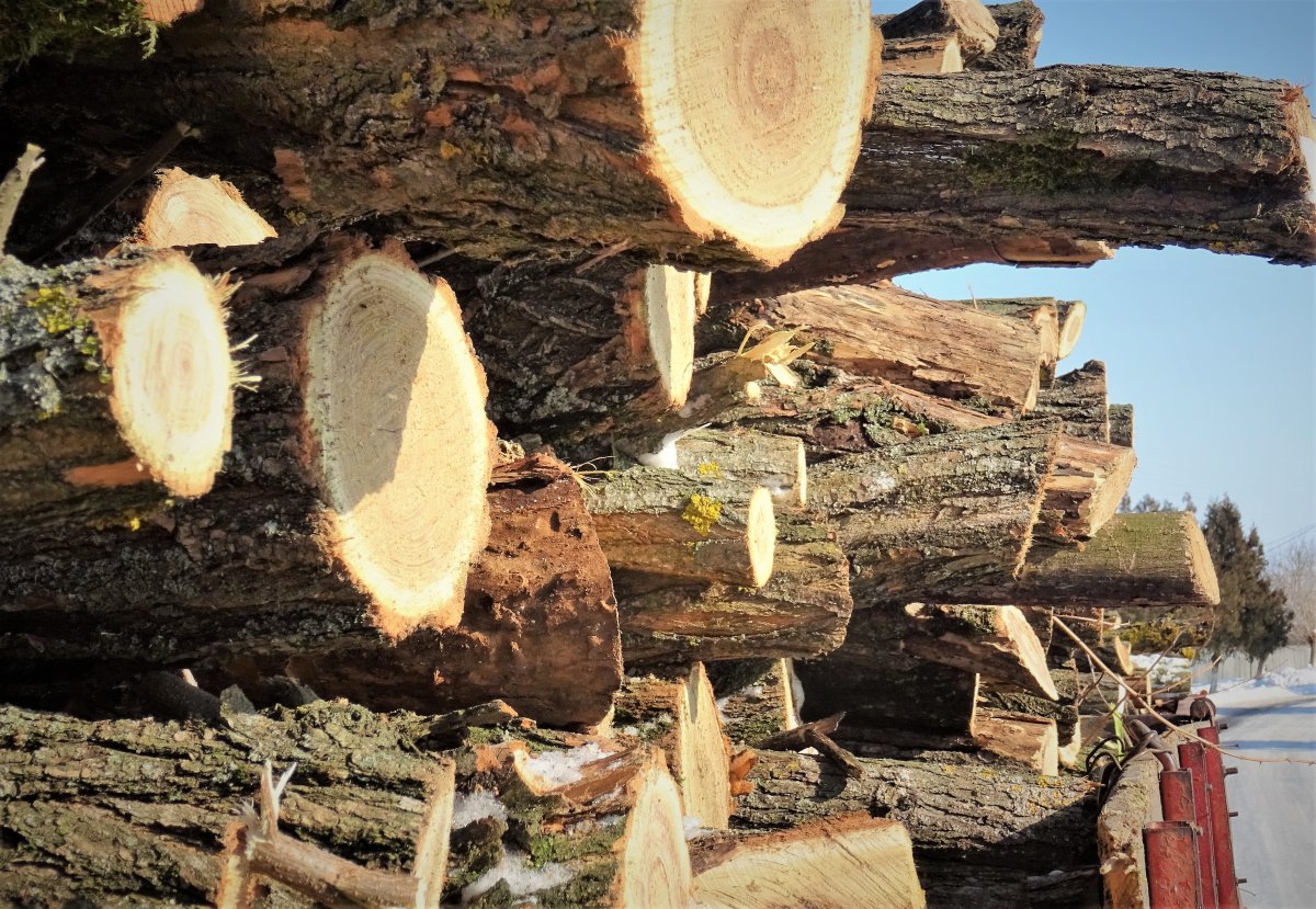 ROMSILVA a furnizat mai mult lemn pentru foc direct populației