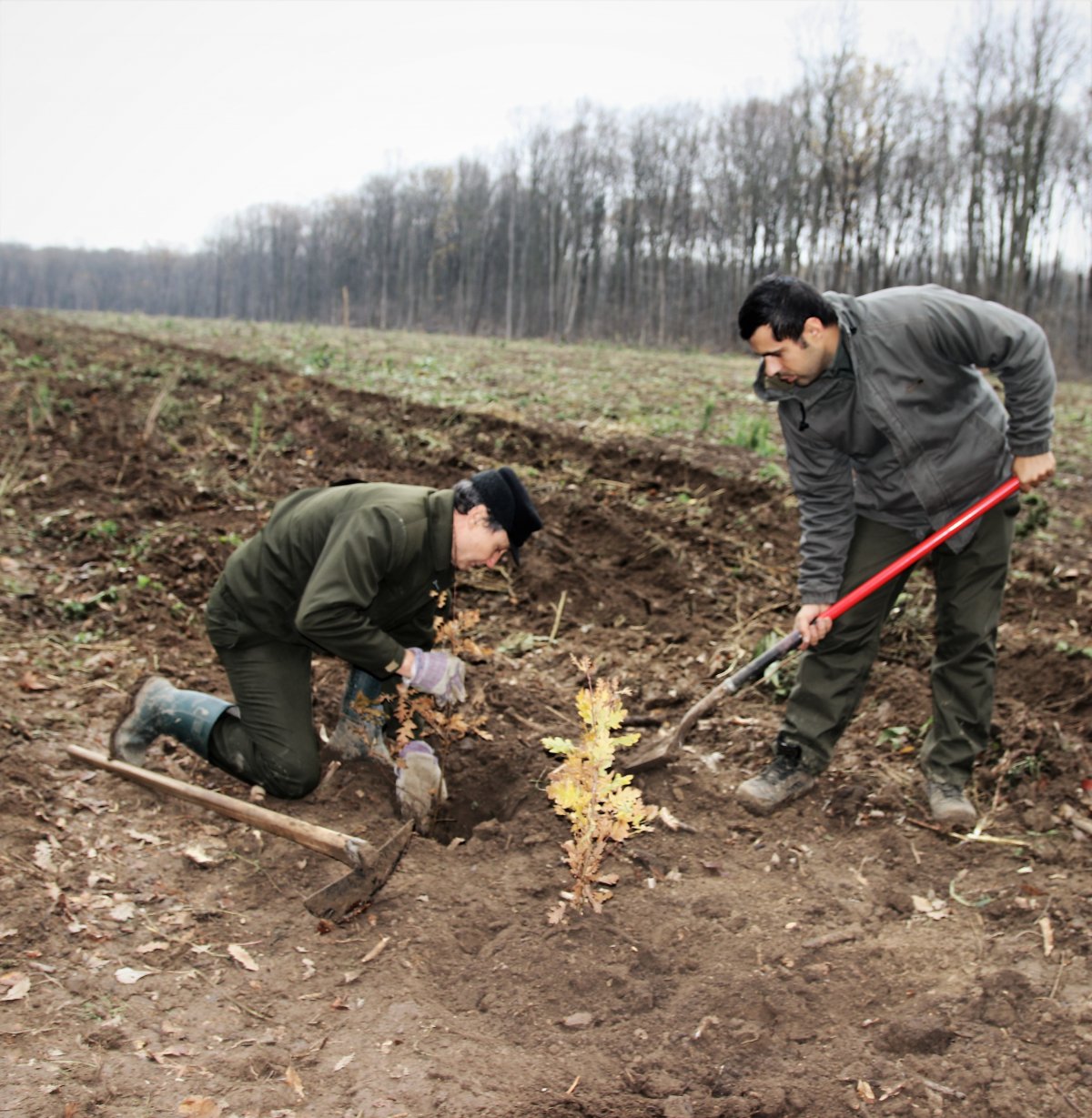 ROMSILVA a demarat a doua campanie de împăduriri din acest an 