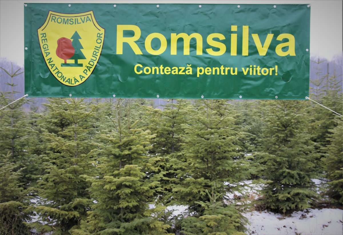 Peste 65.000 de pomi de Crăciun oferiți la vânzare de ROMSILVA