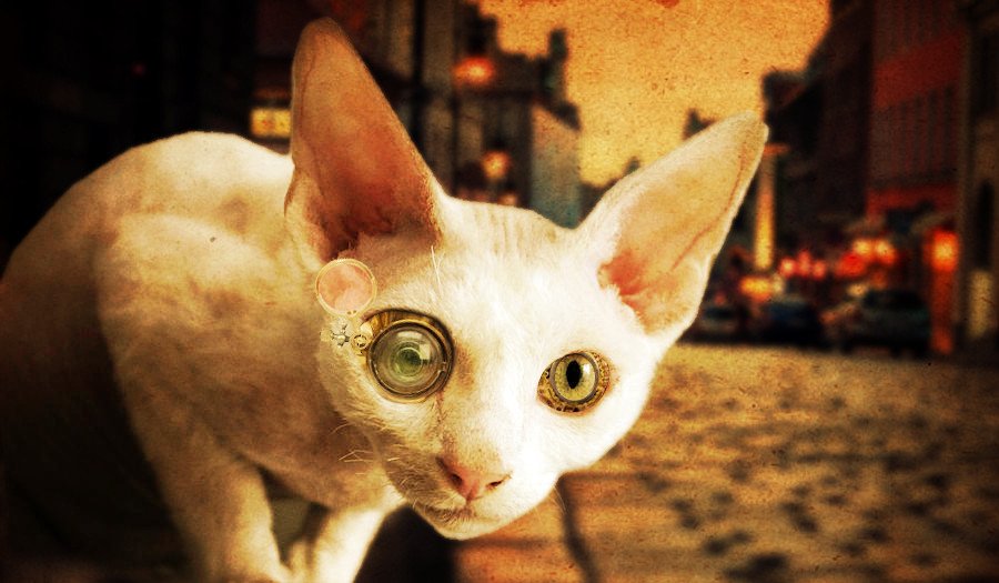Katze(l), cățelul - pisică născut la Arad și care intrigă lumea științifică
