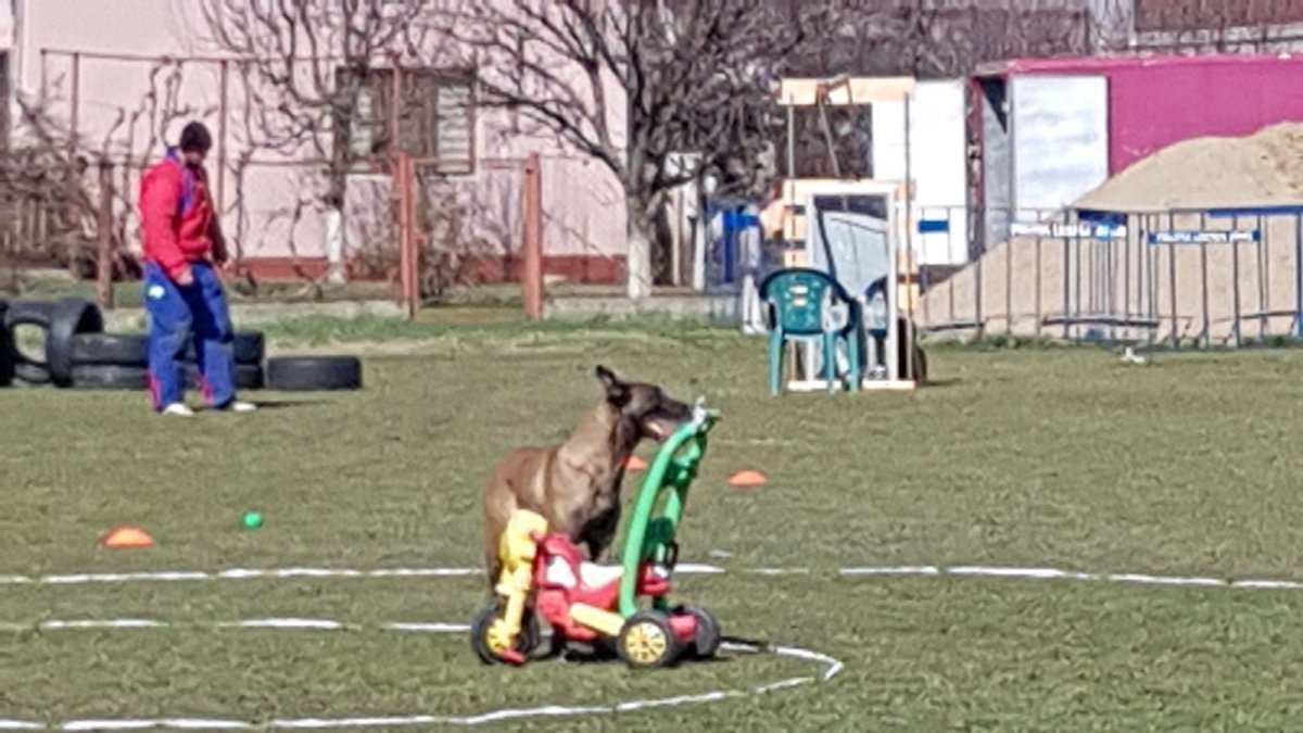 Concurs canin de talie europeană la Mândruloc