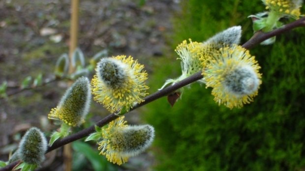 PROGNOZA METEO LUNARĂ. ANM a anunţat cum va fi vremea de Florii, Paşte şi 1 Mai 2019