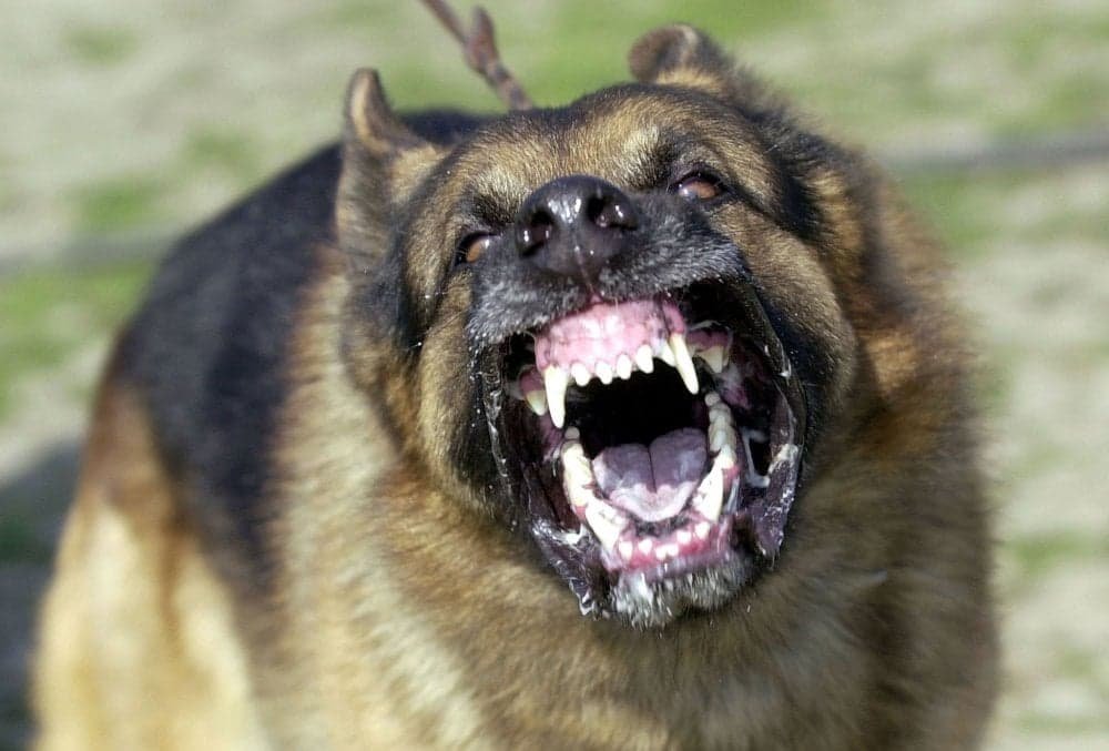 Cine a pus ochii pe câinii periculoși sau agresivi din municipiu
