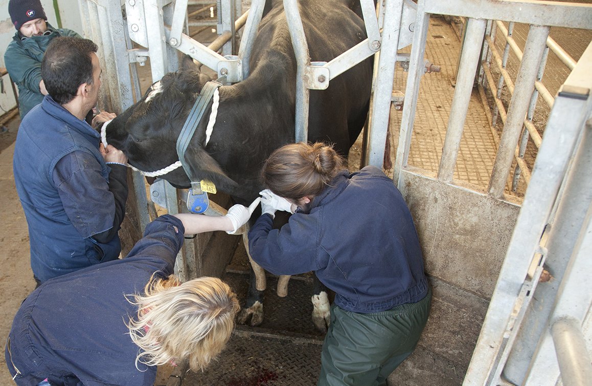 Veterinarii arădeni se pregătesc să-și sărbătorească ziua