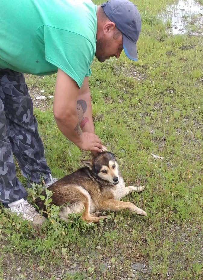 Ce rasă aveau ultimii câini care au fost prinși vagabondând prin Arad