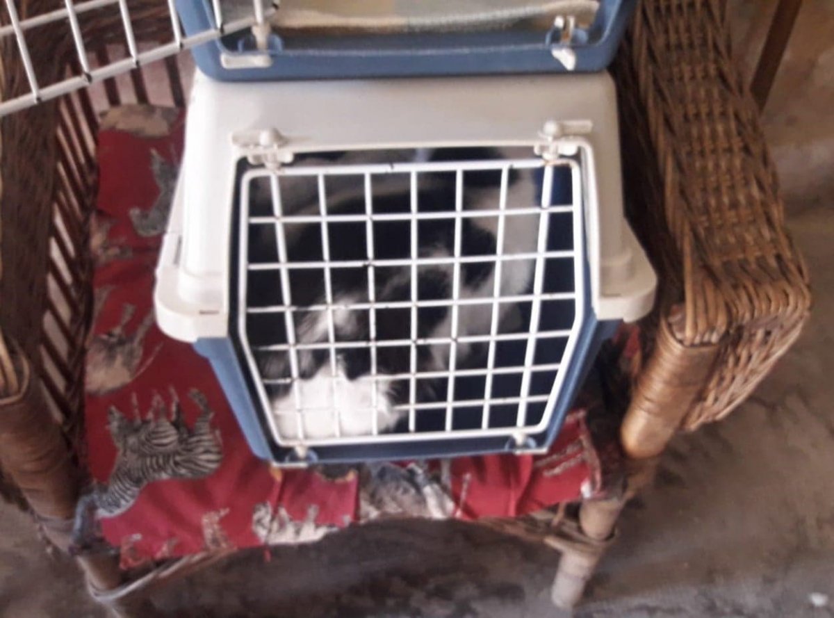 Pisicile din Arad vor fi sterilizate gratuit; vezi cine se ocupă de acest lucru
