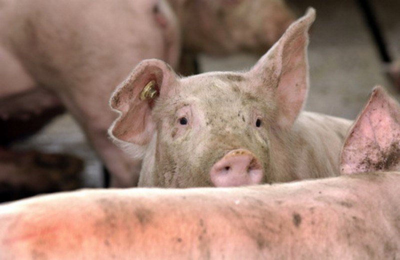 Măsuri de prevenire a răspândirii virusului pestei porcine africne