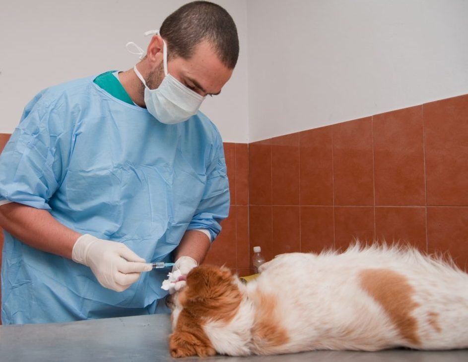 Vezi când și unde se vor face sterilizări gratuite pentru câini și pisici