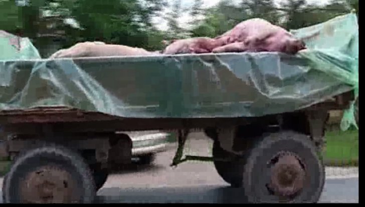 Pesta Porcină Revine In Forță Imagini Care Vă Pot Afecta Emoțional