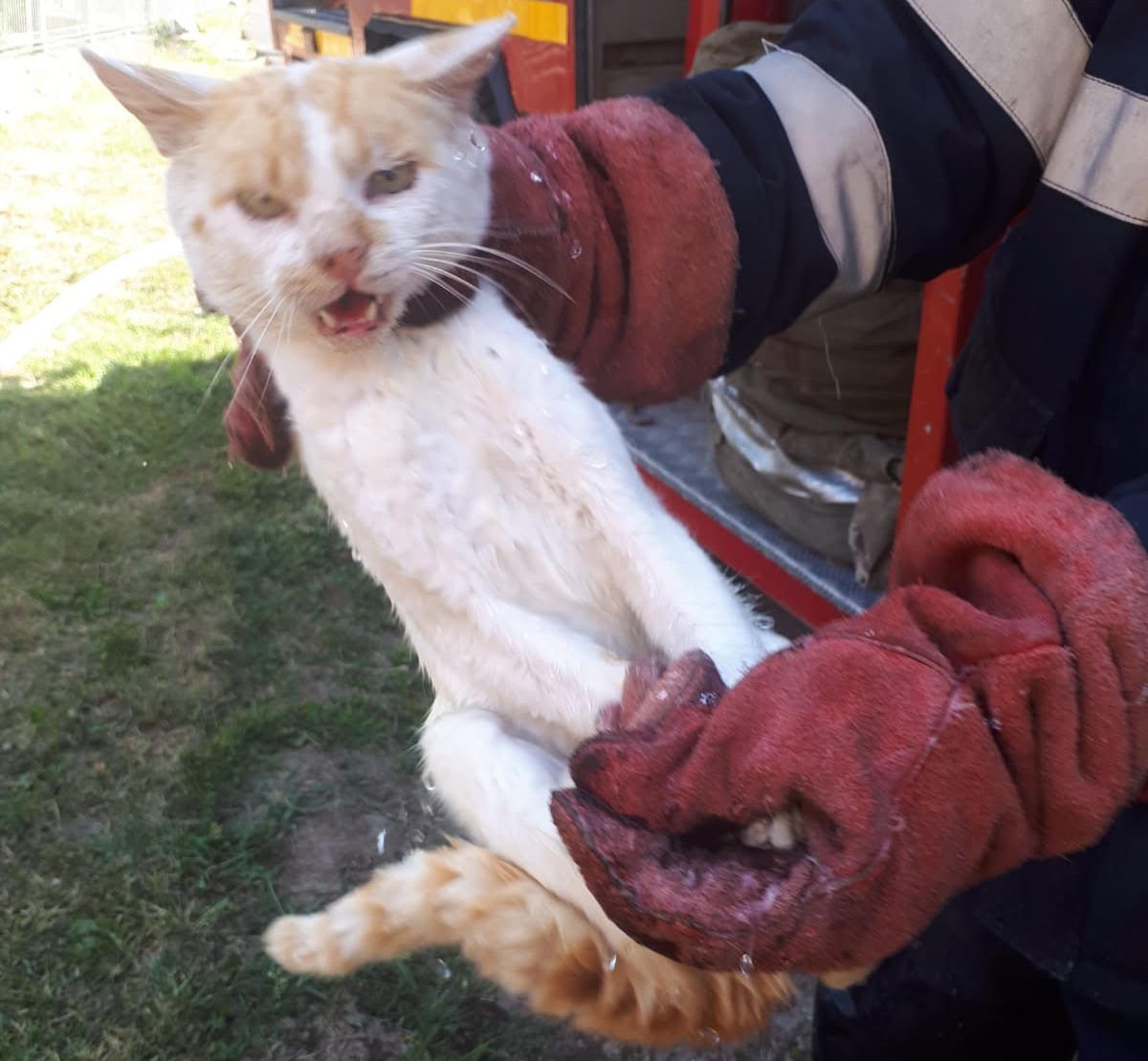 Pisică salvată de pompieri la Rostoci