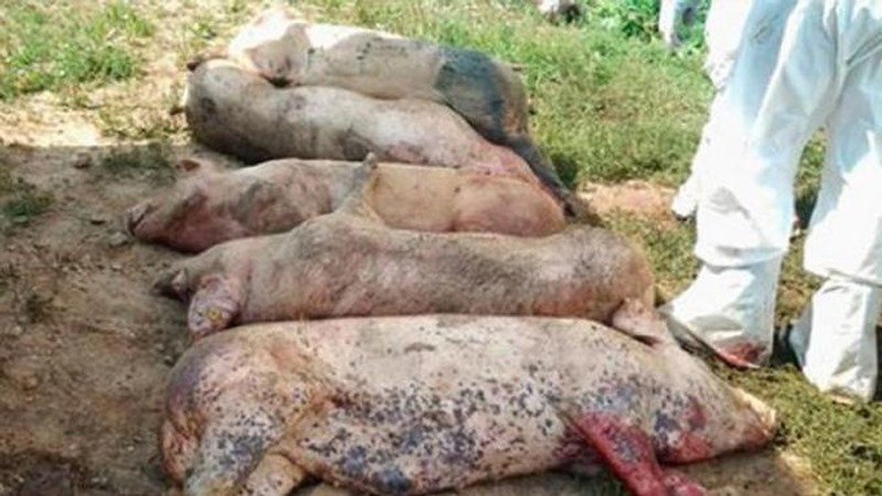Toți porcii din sat mor din cauza pestei; vezi unde se întâmplă acest lucru