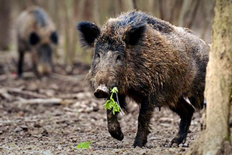Pesta lovește și la Nădab: toți porcii din localitate urmează să fie sacrificați. Ce se întâmplă cu mistreții