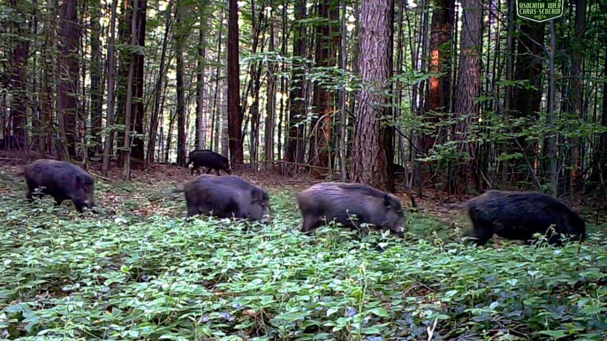 Braconierii arădeni, pedepsiți să împuște toți mistreții bolnavi de pestă porcină de pe raza județului