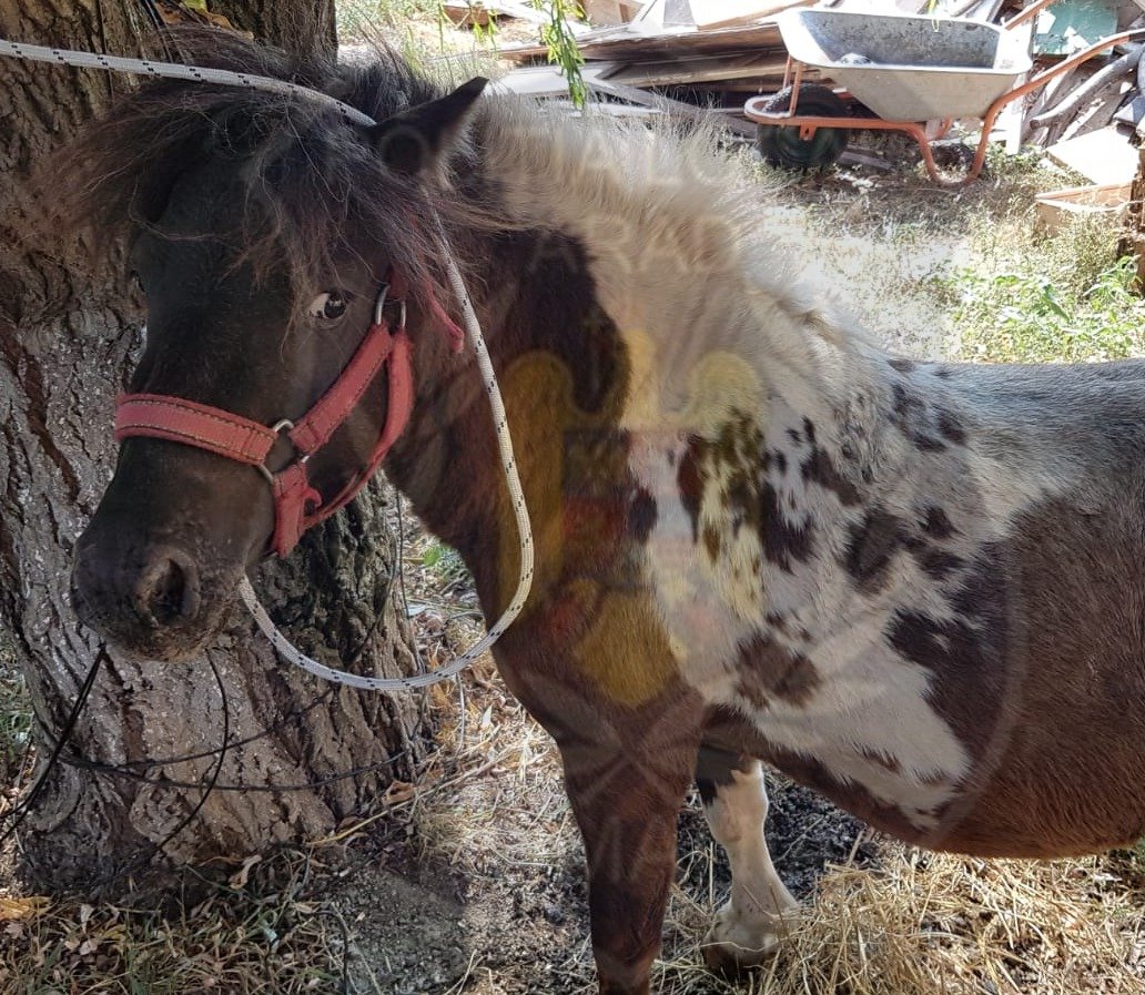 Ponei „reținut” de Poliția Locală