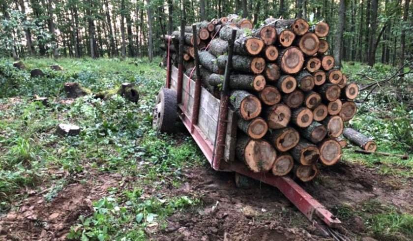 Ne scriu cititorii: furt de lemne și bărbat atacat cu... un lemn în pădurea satului Lazuri