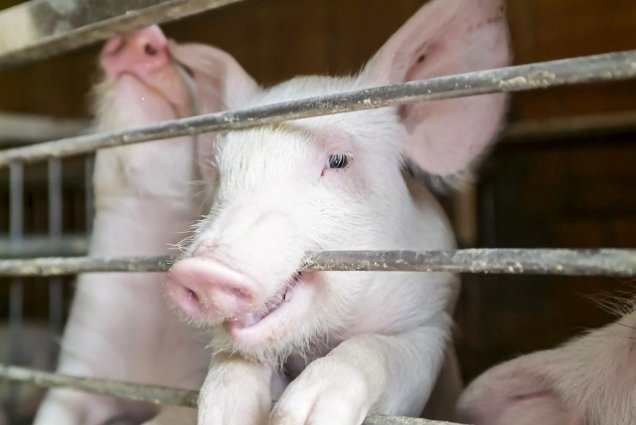 Cum arată cel mai gras porc din lume! Vei rămâne cu gura căscată! (FOTO)