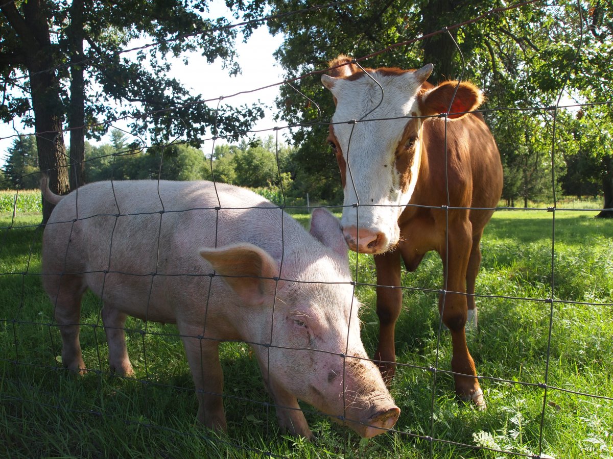 Scandal! Un porc a băut 18 beri și a atacat o vacă. Unul dintre ei a sfîrșit tragic