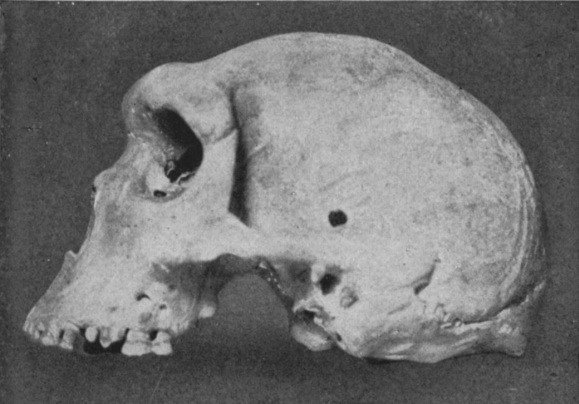 Istorie interzisă: Arheologii au descoperit găuri de gloanţe în cranii vechi de milioane de ani