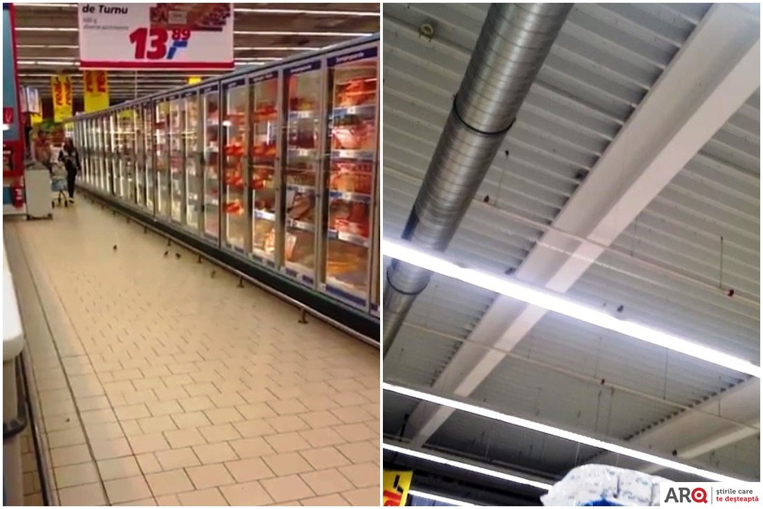 VIDEO | Clienții unui supermarket din Arad, luați prin surprindere de păsări care zboară printre rafturi