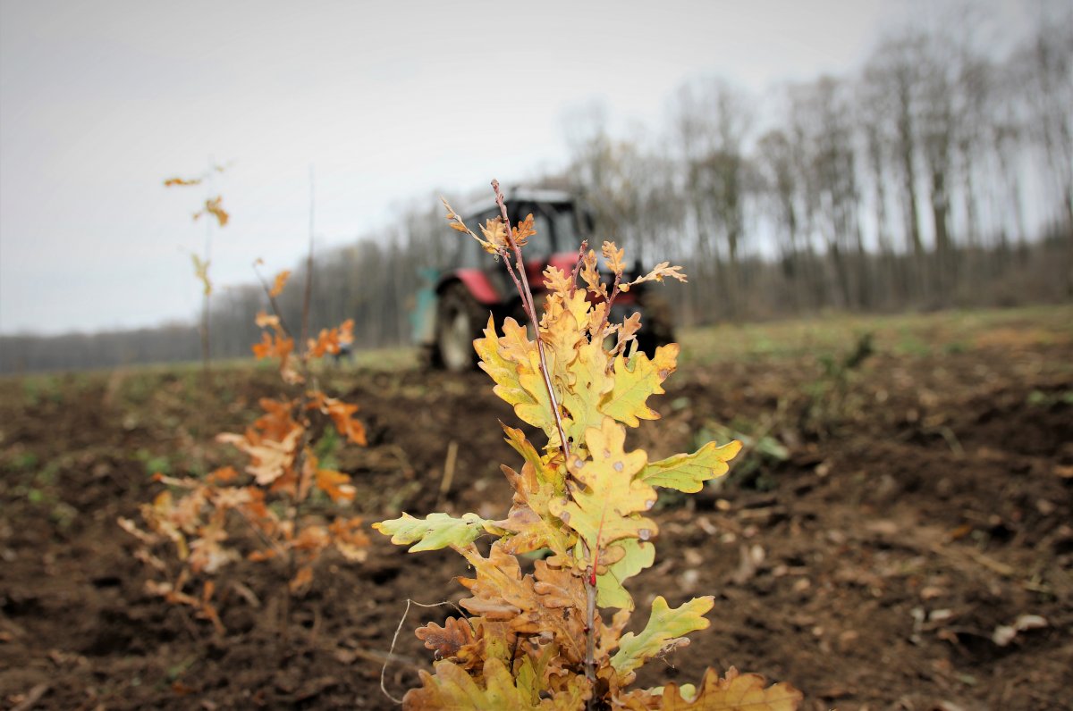   2.000.000.000 de puieți forestieri plantați de Regia Națională a Pădurilor – Romsilva din 1991 până în prezent și vom continua să plantăm!