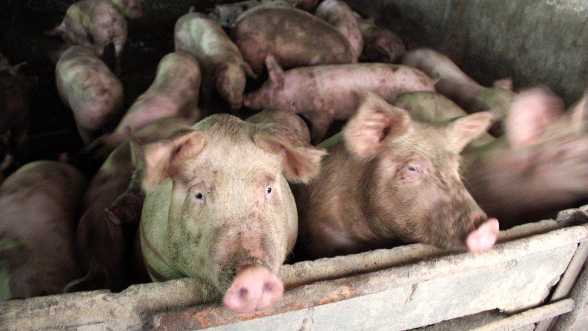 Captură înainte de Crăciun: 51 de porci confiscați și eutanasiați și amendă de 7.200 de lei