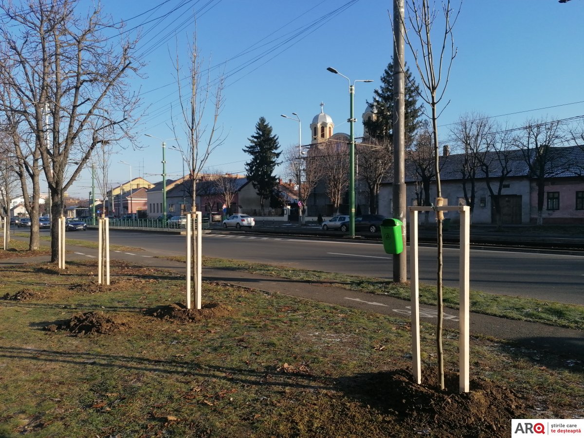 Municipalitatea plantează copaci pe Calea Timişorii