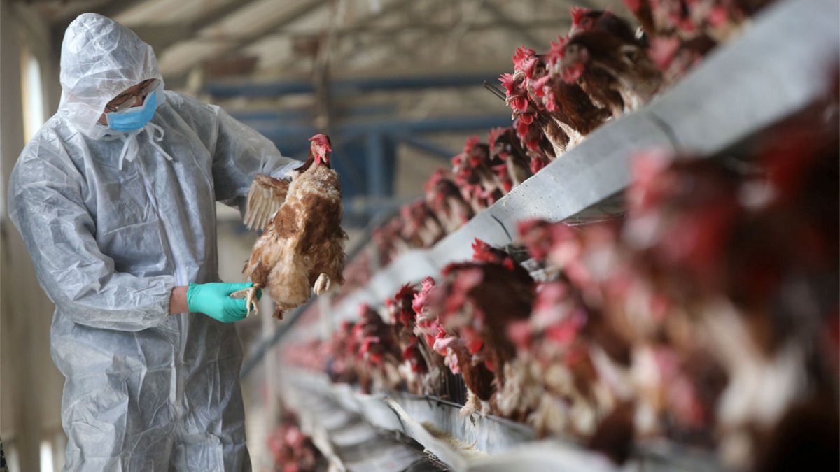 Blestemul fermierilor: nu au scăpat încă de pestă, dar vine gripa aviară