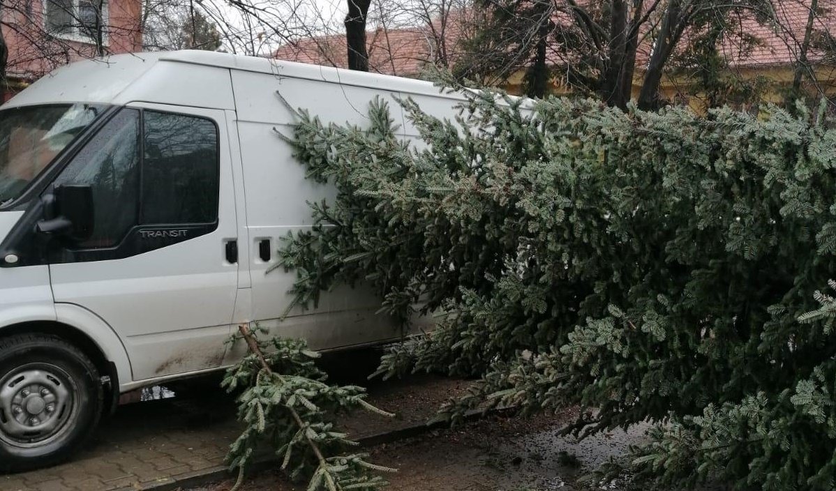 Un copac a căzut pe o mașină pe Calea Romanilor