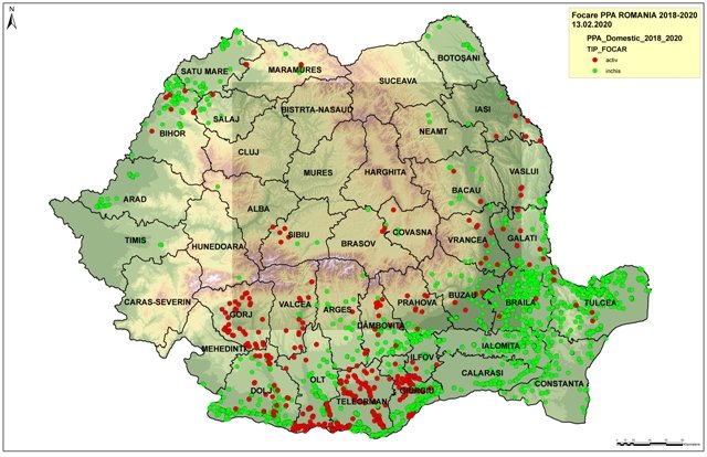 Câți crescători de porci din Arad au fost despăgubiți și ce sumă au primit pentru că animalele le-au fost ucise din cauza pestei