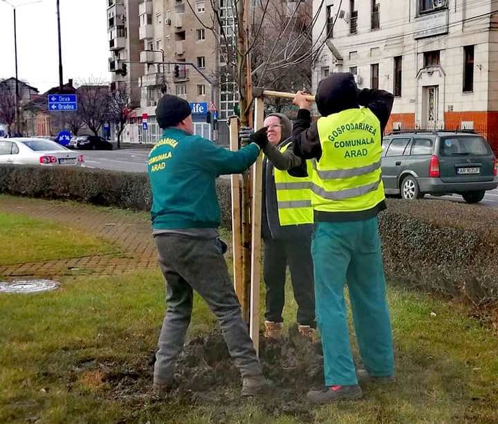 Mii de copaci tineri vor fi plantați anul acesta în oraș