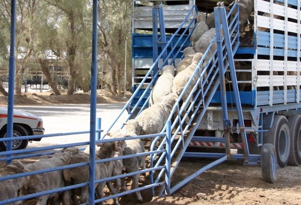 Sibian prins transportând zeci de oi fără autorizație 