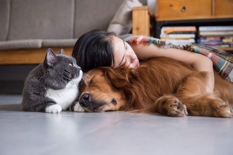 Efectele carantinei asupra câinilor și pisicilor: nemulțumire și confuzie pentru că stăpânii nu mai pleacă de acasă 