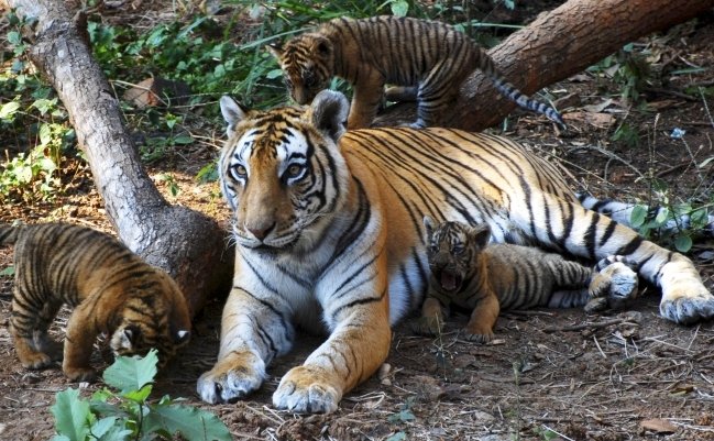 Animalele de la zoo plictisite fără vizitele oamenilor