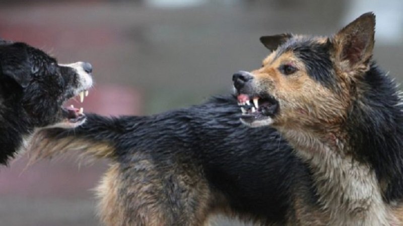 Tragedie în Gorj. O femeie a murit după ce a fost sfâşiată de mai mulţi câini