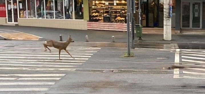 Natura pune stăpânire pe oraşul abandonat parţial din cauza COVID19