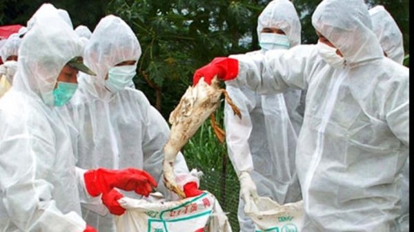 În plină pandemie de coronavirus, pericolul gripei aviare începe să bântuie la Peregu Mare și Peregu Mic