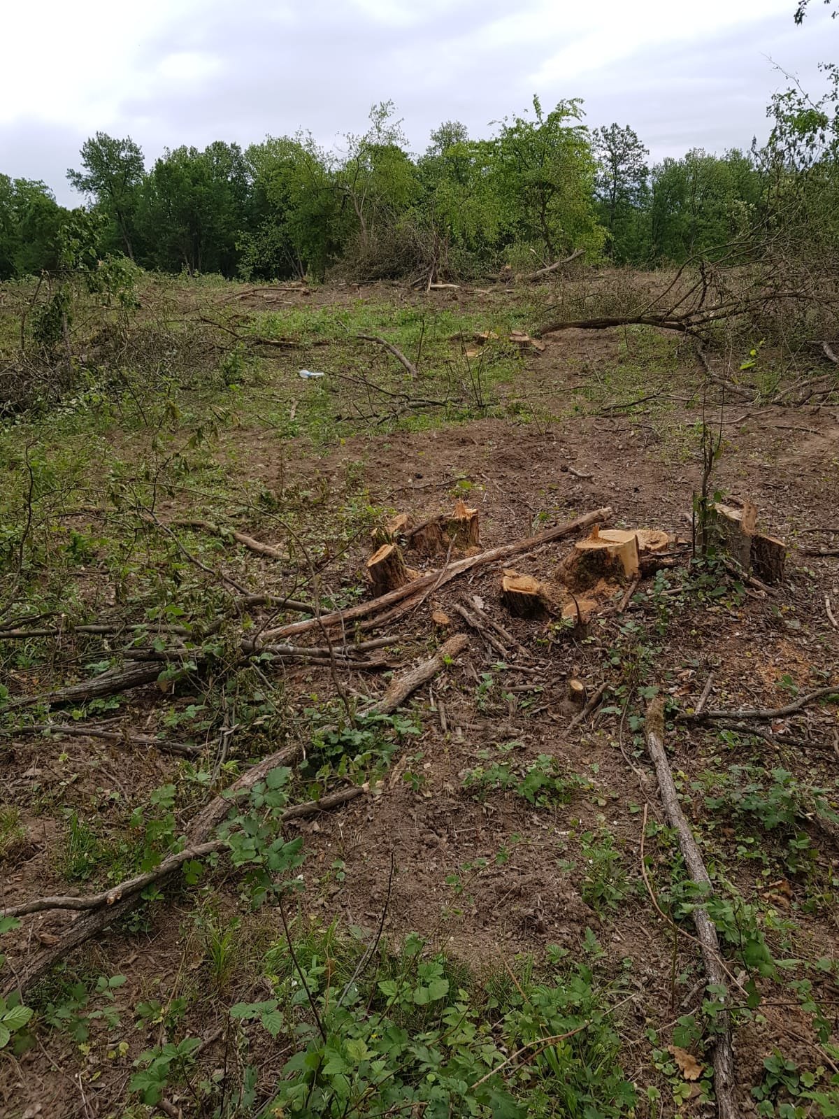 Strigăt de ajutor: Un apicultor acuză că pădurea de salcâmi de la Nicolae Bălcescu este tăiată la ras (FOTO și VIDEO)