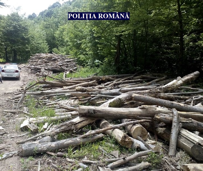Exploatările forestiere din Sebiș și Moneasa luate la purecat; cum s-a finalizat acțiunea