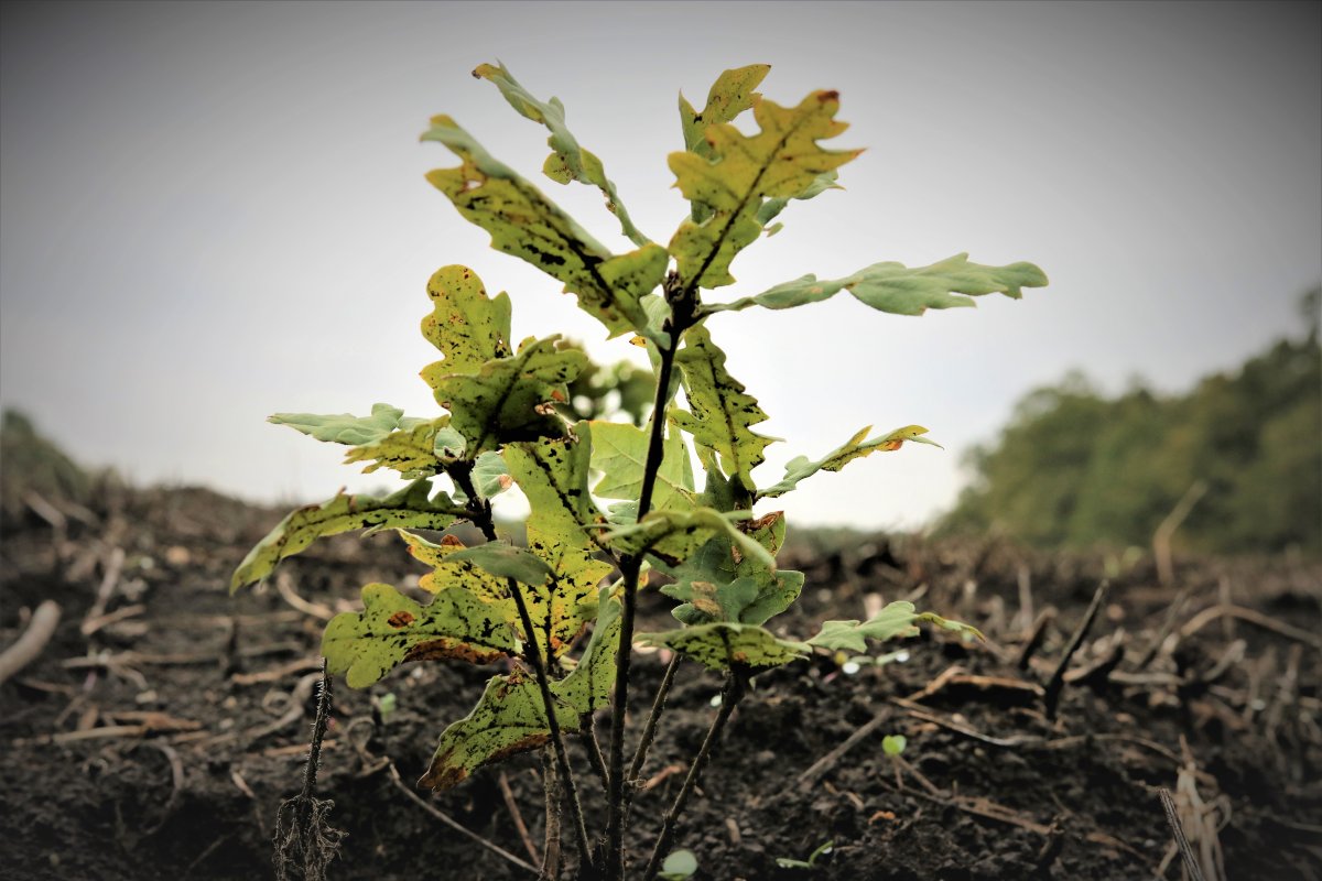 Romsilva a plantat peste 27 milioane de puieți forestieri în campania de împăduriri de primăvară