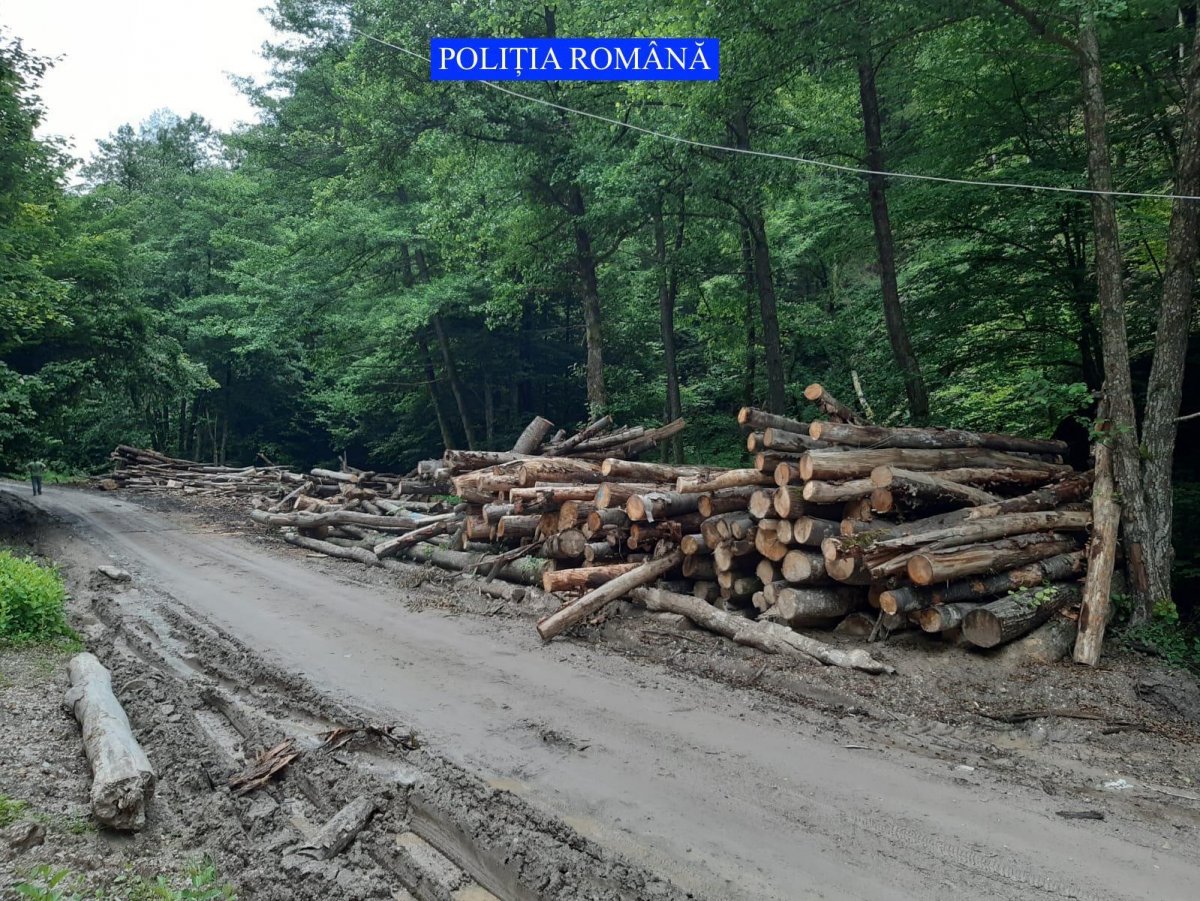 Polițiştii au confiscat la Moneasa opt camioane cu lemne