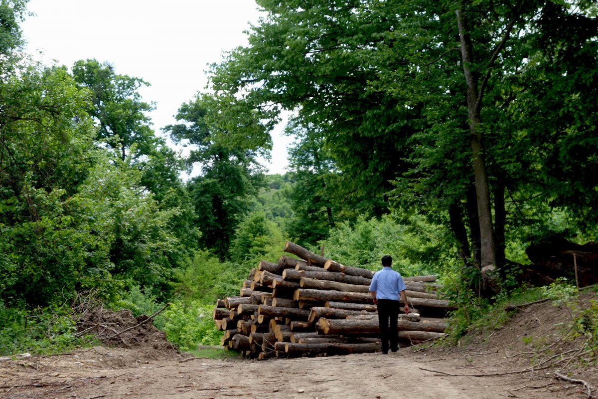 Furt de lemne la Ocolul Silvic Zărandul: un angajat este cercetat pentru că a marcat ilegat 139 de arbori