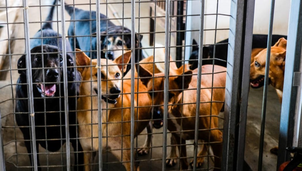 Foame mare: un șirian este cercetat pentru că a furat... 300 de saci de mâncare pentru câini