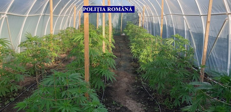 Se fac percheziții într-un caz de distrugere și contrabandă cu țigări;  au fost descoperite însă și plante de canabis / UPDATE: A fost sezizat DIICOT; ce spun procurorii