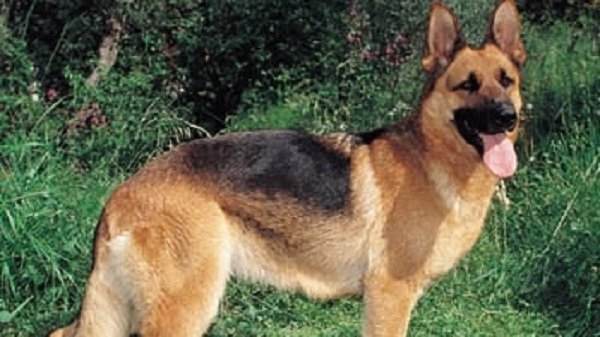 A murit primul câine confirmat cu coronavirus din SUA