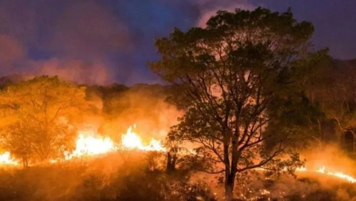 Stare de urgență în Brazilia din cauza incendiilor care au cuprins regiunea Pantanal